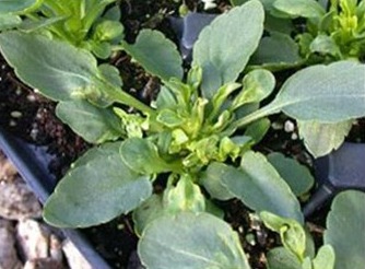 Article es-us | Boron deficiency in Pansy La deficiencia de boro en el pensamiento causa una apariencia roseta.