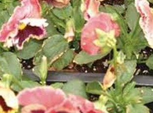 Article es-us | Boron toxicity on Pansy leaves La toxicidad por boro causa manchas marrones