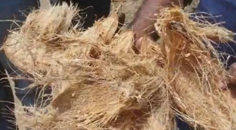 Article en-us | pthorticulture coconut husk 2 pthorticulture coconut husk 2