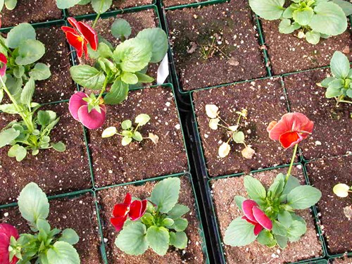 Article en-us | pthorticulture thieleviopsis in pansy pthorticulture thieleviopsis in pansy
