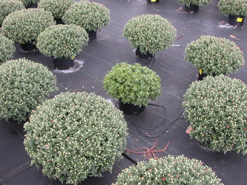 Article en-us | Pythium in garden mum Pythium in garden mum
