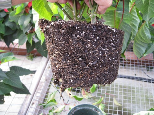 Article en-us | Pythium - poinsettia Purdue Pythium - poinsettia Purdue