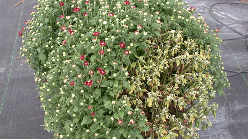 Pythium from high salts in mums (Reynolds) PRO-MIX