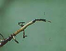 Article en-us | pythium root browning pythium root browning