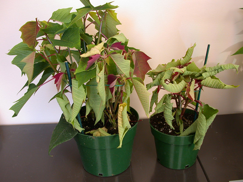 Article fr-ca| Rhizoctonia - poinsettias wilted pourriture des racines causee par le Rhizoctonia entraine le fletrissement
