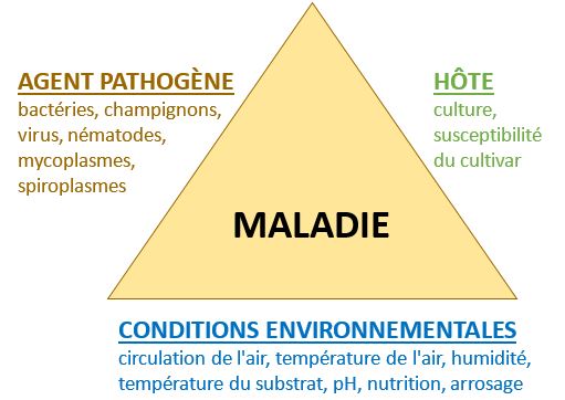 Triangle des maladies racinaires