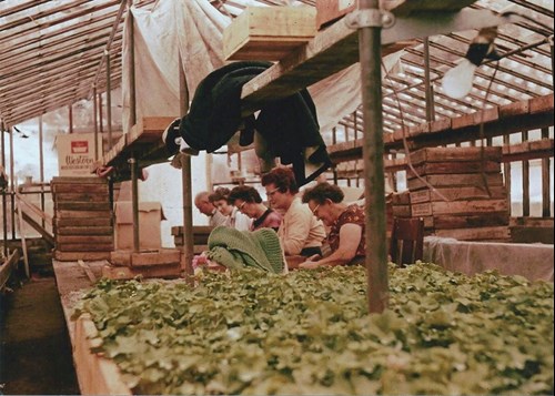 Article es-us | A look back at the early years at Rudy and Son's Greenhouses Un recuerdo de los primeros años de los invernaderos Rudy and Son’s Greenhouse.