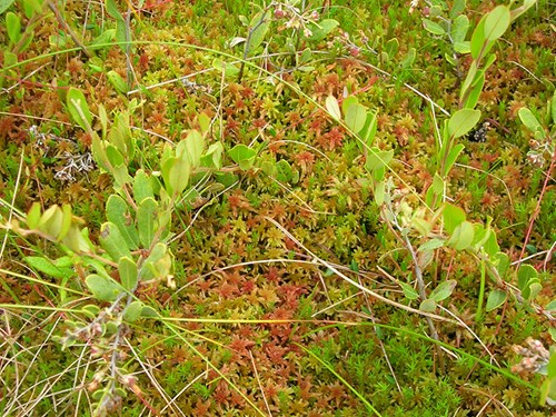 Planta de turba de esfagno
