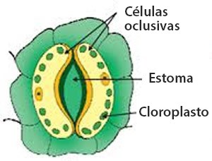 Células oclusivas, Estoma, Cloroplasto