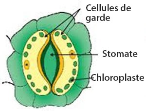 Cellules de garde, Stomate et chloroplaste