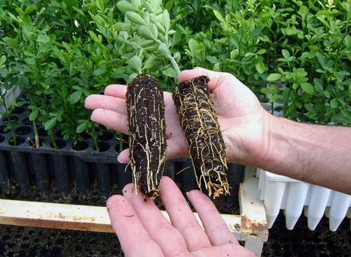 The citrus plant on the right was inoculated with mycorrhizal fungi