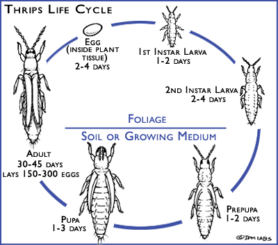 Ciclo de vida general de los trips.