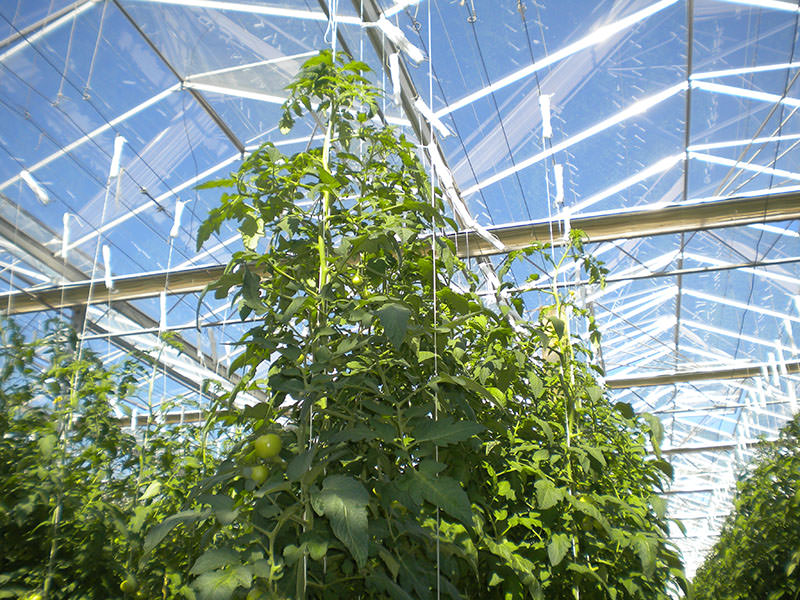 Plants de tomates poussant sur des cables