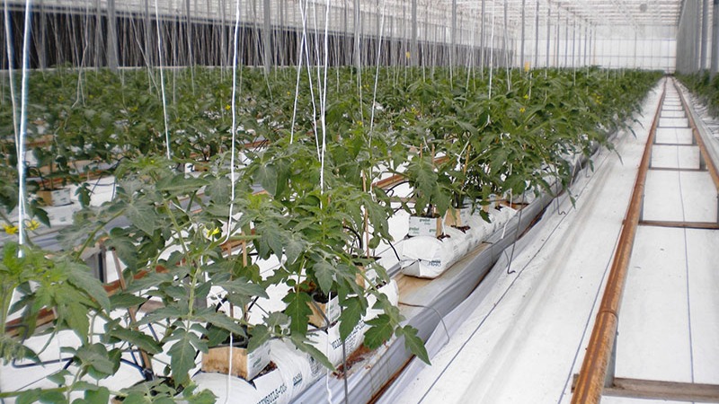 Greenhouse Herb and Vegetable Production - Part 4/4 - Growing Media ...