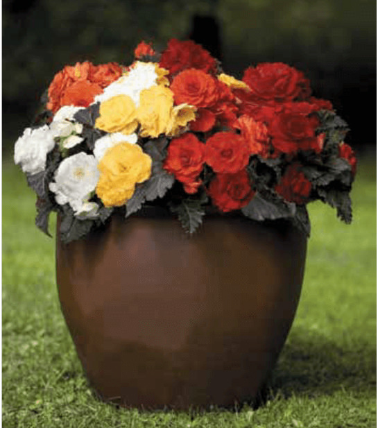 Article en-us | tuberous begonia Article en-us | tuberous begonia