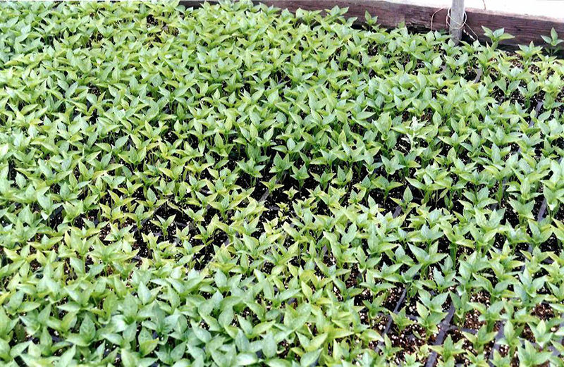Article en-us | Uneven Peppers - Low fertilization PRO-MIX Uneven Peppers - Low fertilization PRO-MIX