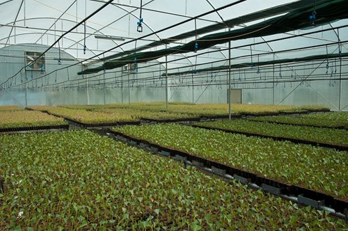Article es-us | watering greenhouse invernadero de riego