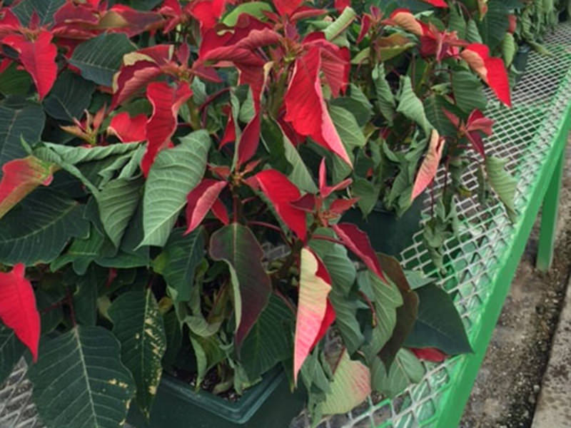 Article fr-ca| Wilting point in window box Point de flétrissement dans une jardinière