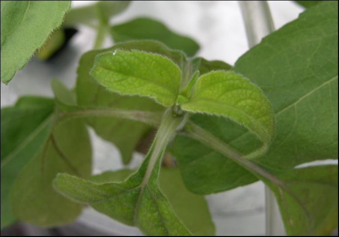 Chlorose interveinale chez un tournesol mexicain du a une carence en zinc.