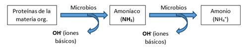 Mineralizacion de las proteinas de la materia organica a amonio disponible PRO-MIX