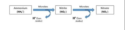 Nitrification de l'ammonium en nitrate par les bacteries du sol PRO-MIX