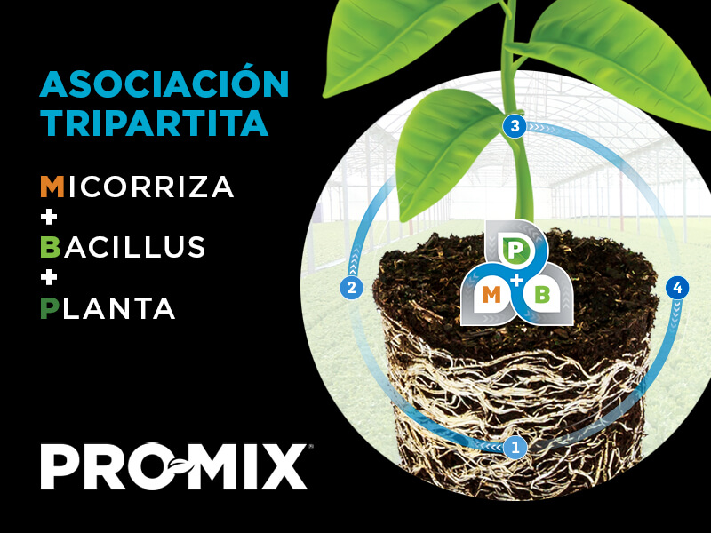 Asociacion tripartita - Micorriza, bacillus, planta