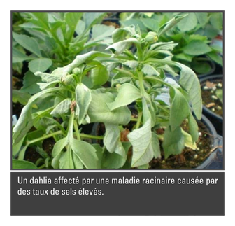 Un dahlia affecte par une maladie racinaire causee par des taux de sels eleves.