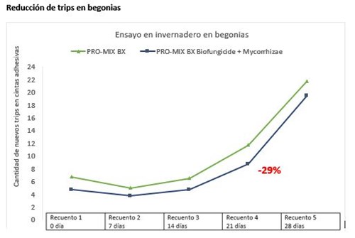 Reduccion de trips en begonias