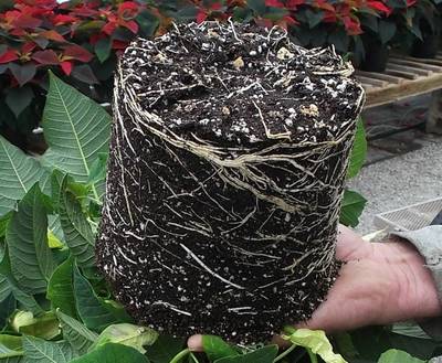 Healthy rootball with PRO-MIX HP Mycorrhizae