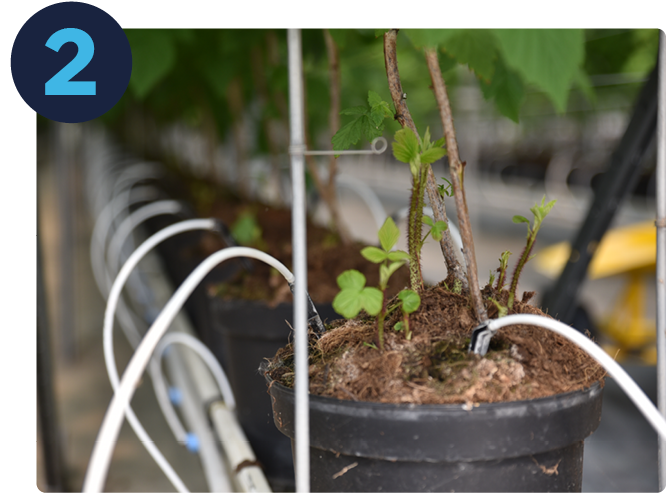 pieds de framboisiers en pot avec irrigation