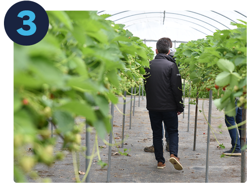 Conseiller technique qui suit la production de fraises de ses clients sur le terrain