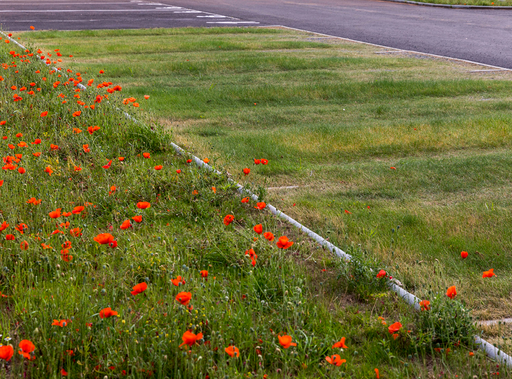 parking enherbé et fleuri de coquelicot 