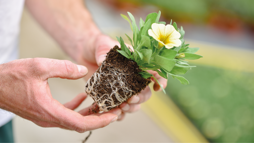 plantes horticoles fleuries rouges chez le producteur