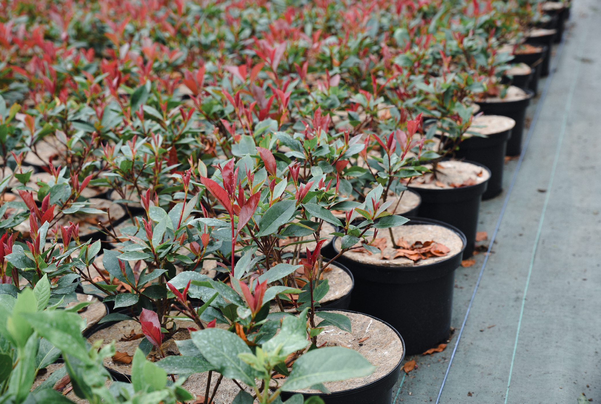 jeunes plants de pépinière en production 