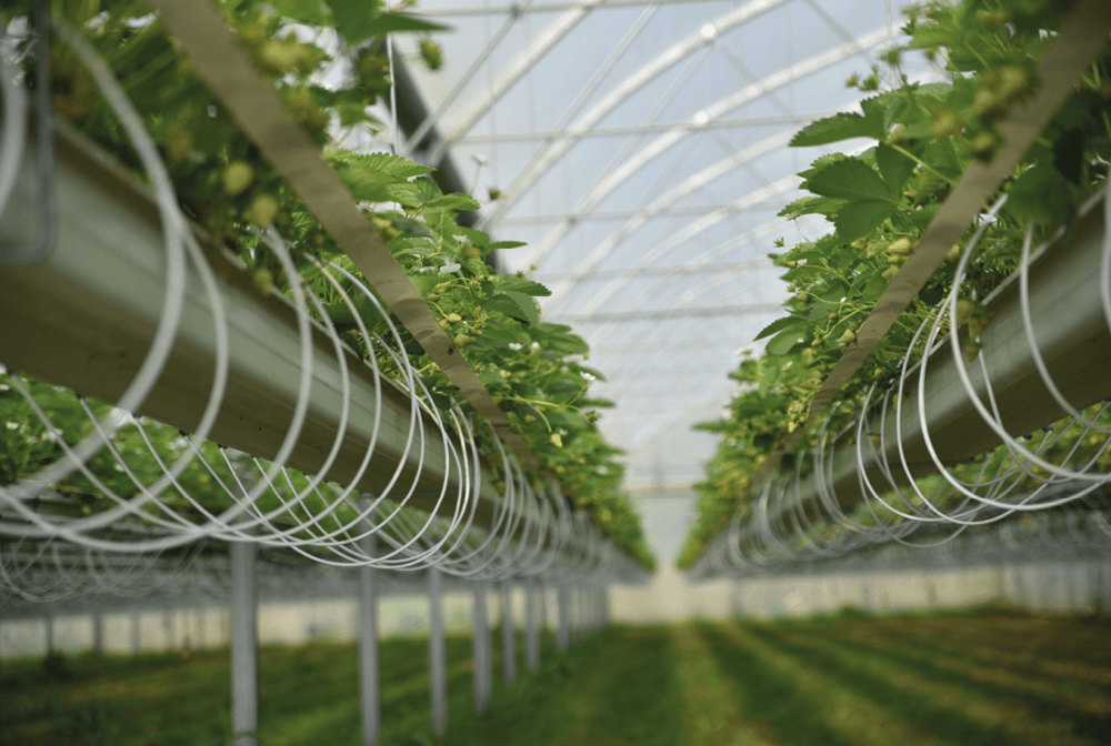 Production de fraises hors-sol sous serre