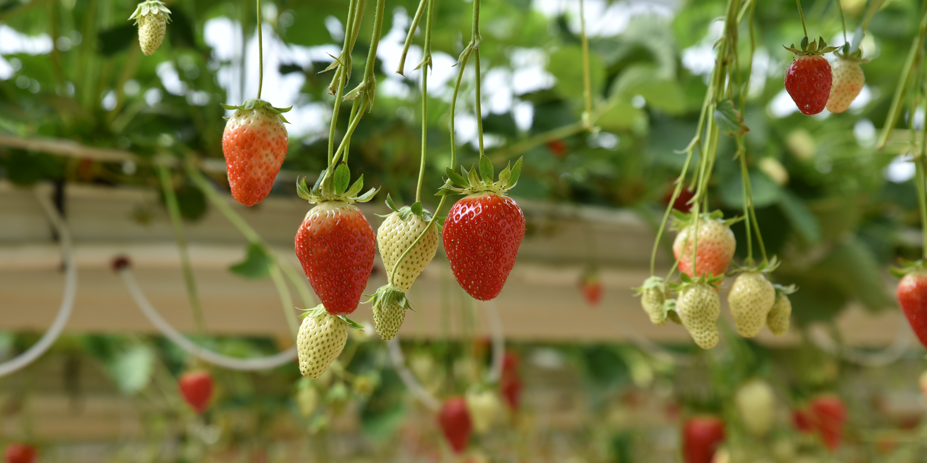 Fraises rouges produites sous serre 