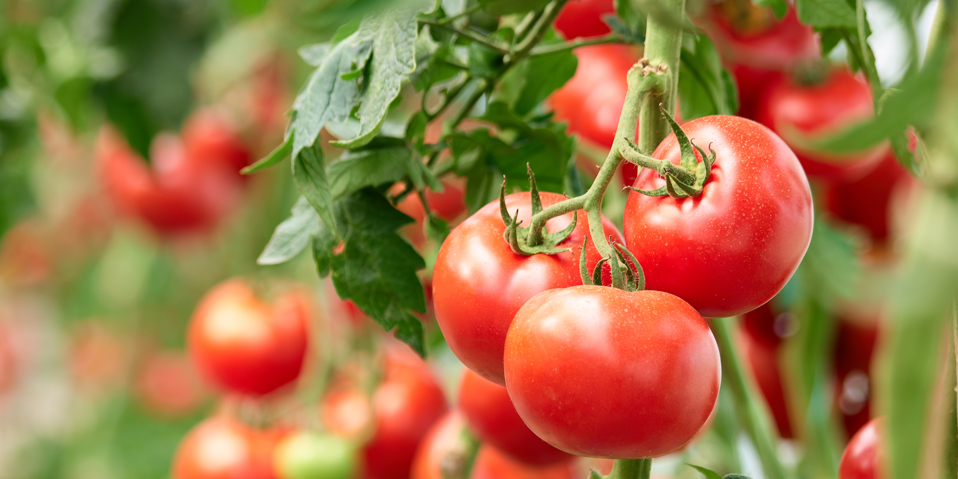 production de tomates rouges