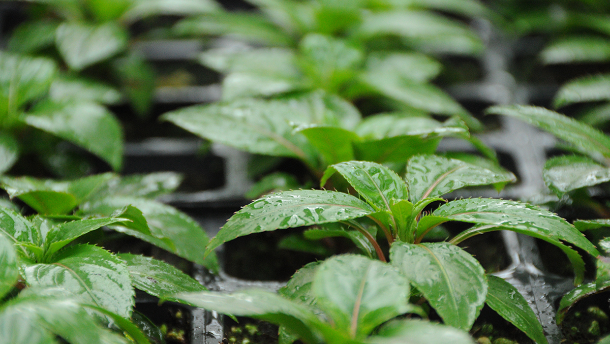 Impatiens de Nueva Guinea, parte superior clorótica debido a una aplicación reducida de fertilizantes, parte inferior sana