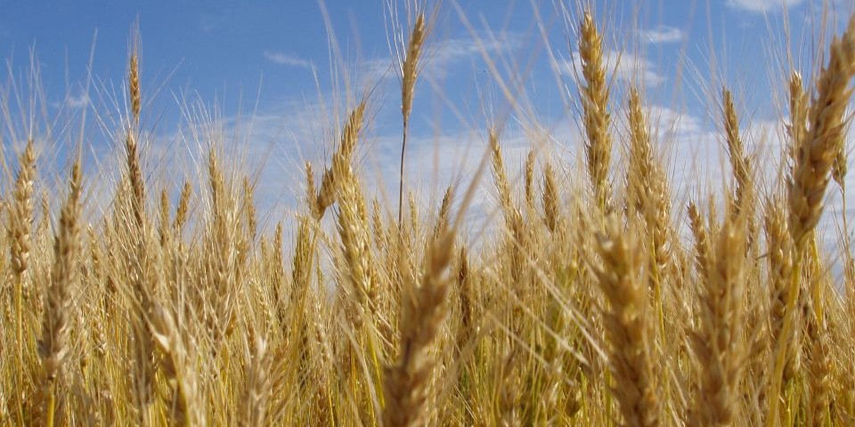 Wheat