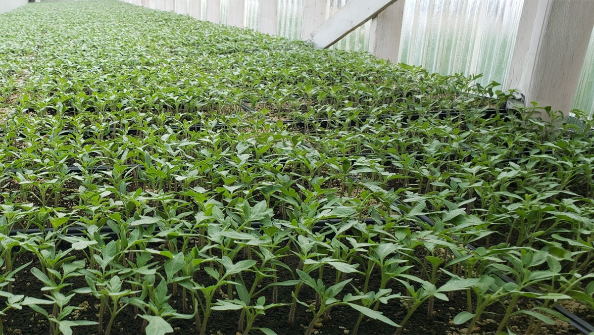 testimonial-day-farms.jpg