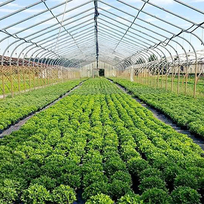 testimonial-erich-gumto-greenhouses.jpg