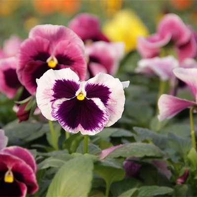 testimonial-gwinnett-greenhouses.jpg