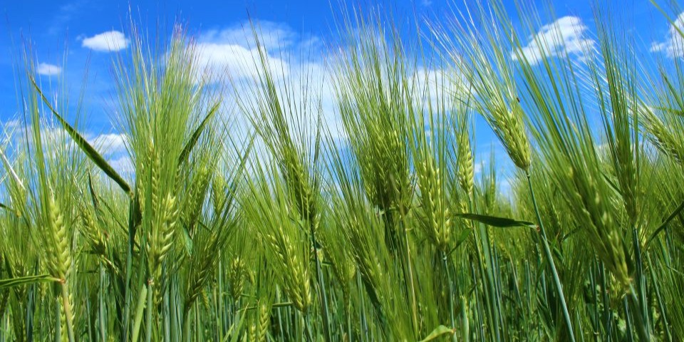 Barley