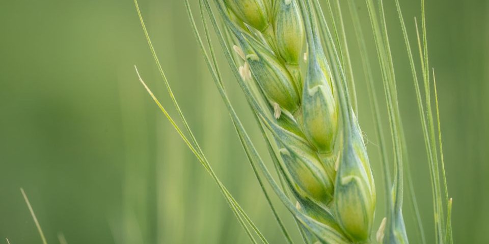 Durum wheat
