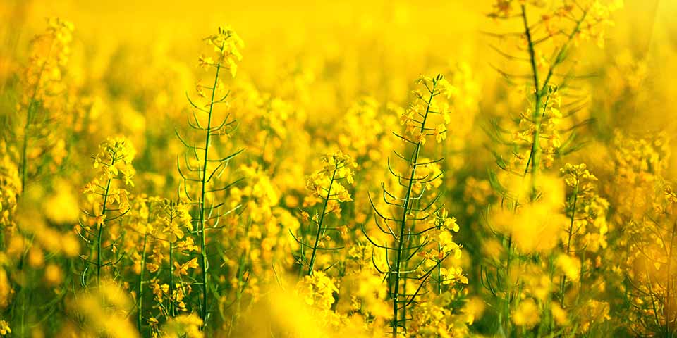 Canola