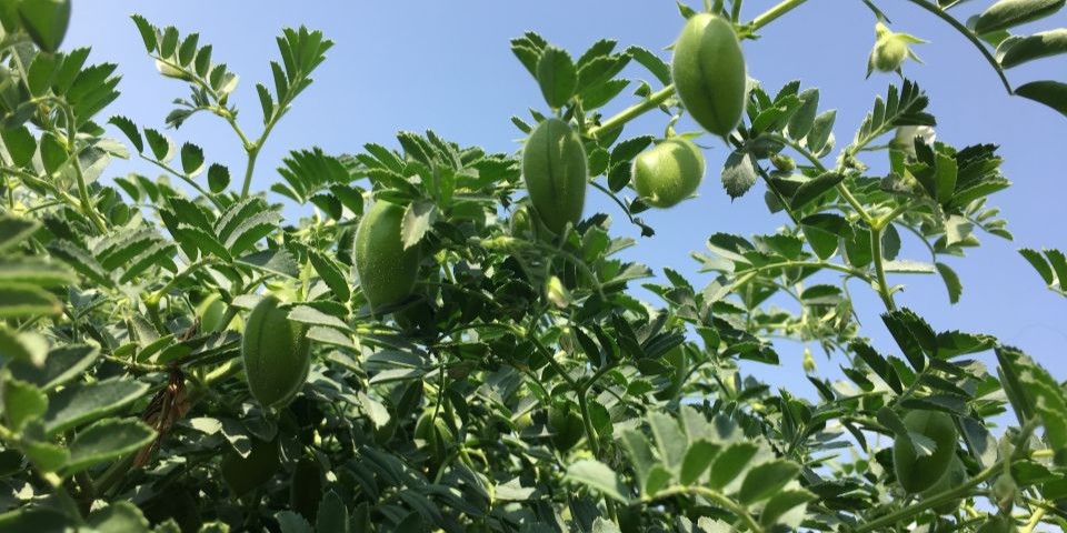 Chickpea