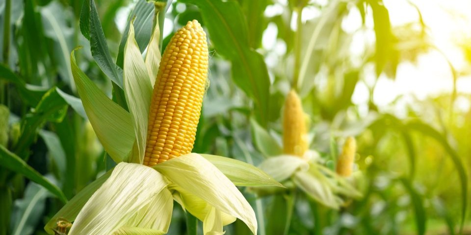 Grain corn