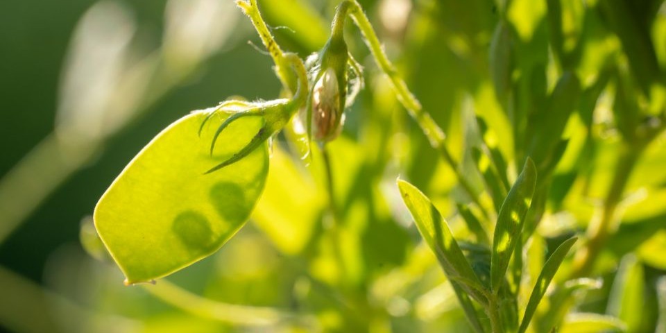 Lentil