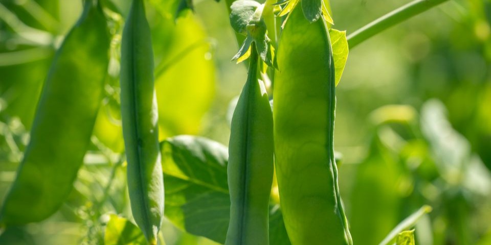 Pea