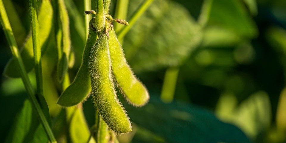 Soybean